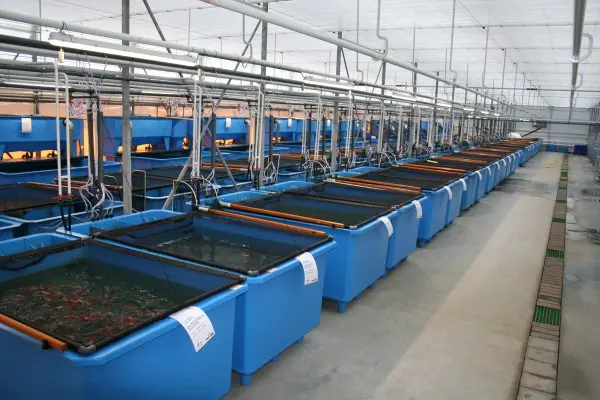 polyester visbakken vishuis maasland